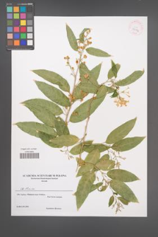 Cestrum [KOR 43192]