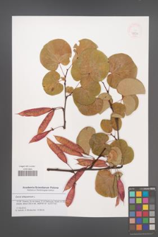 Cercis siliquastrum [KOR 47834]