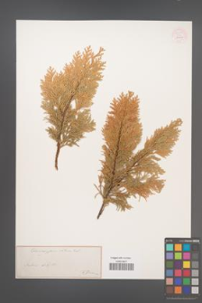 Chamaecyparis obtusa [KOR 53010]