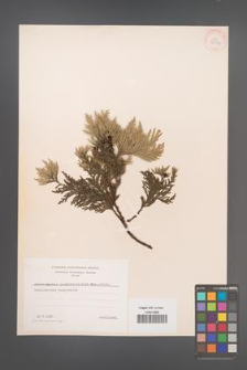 Chamaecyparis pisifera [KOR 34046]