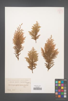 Chamaecyparis pisifera [KOR 37344]