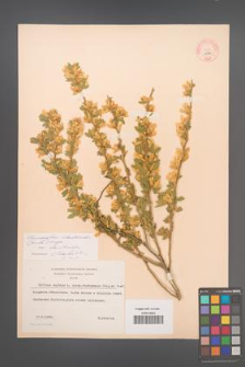 Chamaecytisus absinthioides [KOR 12720]