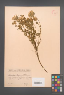 Cytisus albus [KOR 2512]