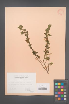 Chamaecytisus hirsutus [KOR 30119]