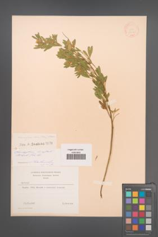 Chamaecytisus albus [KOR 12698]