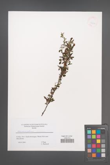Chamaecytisus leiocarpus [KOR 43634]