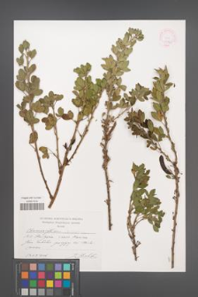 Chamaecytisus leiocarpus [KOR 44820]