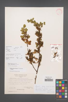 Chamaecytisus hirsutus [KOR 21375]