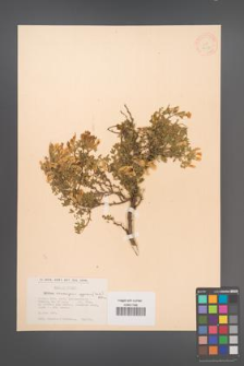 Chamaecytisus pugmaeus [KOR 12673]
