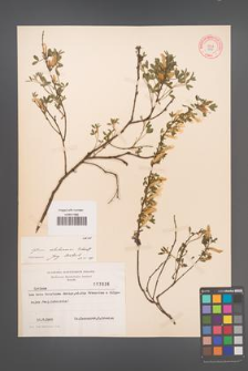 Cytisus ratisbonensis [KOR 3836]
