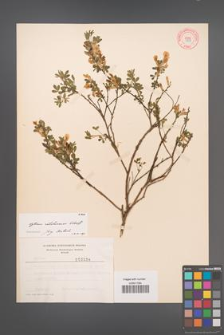 Cytisus ratisbonensis [KOR 3838]