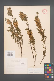 Cytisus ratisbonensis [KOR 3824]