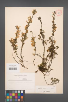 Cytisus ratisbonensis [KOR 3826]