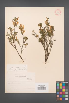 Cytisus ratisbonensis [KOR 3829]