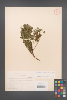 Cytisus ratisbonensis [KOR 3695]