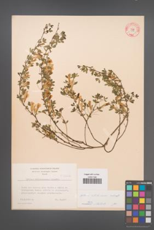Cytisus ratisbonensis [KOR 3506]