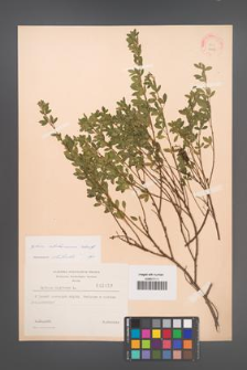 Cytisus ratisbonensis [KOR 2157]