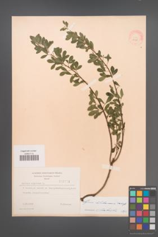 Cytisus ratisbonensis [KOR 2158]
