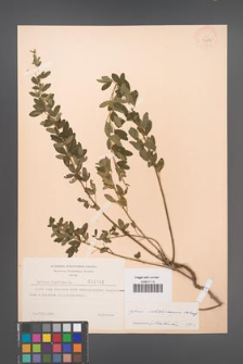 Cytisus ratisbonensis [KOR 2162]