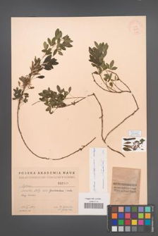 Cytisus ratisbonensis [KOR 2591]
