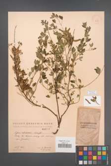 Cytisus ratisbonensis [KOR 2518]