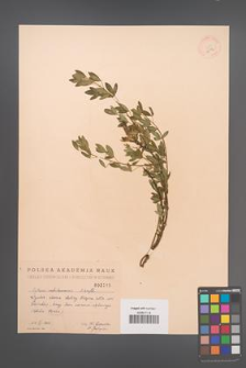 Cytisus ratisbonensis [KOR 2516]