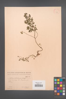 Cytisus ratisbonensis [KOR 2513]