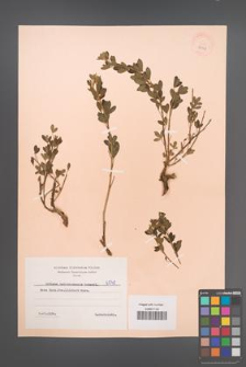 Cytisus ratisbonensis [KOR 6048]