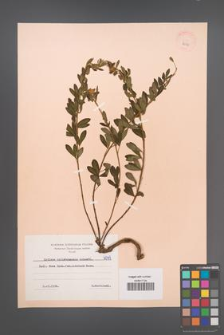 Cytisus ratisbonensis [KOR 6049]