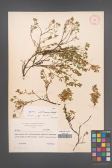 Cytisus ratisbonensis [KOR 3841]