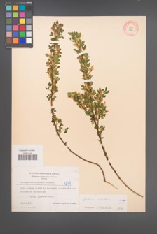 Cytisus ratisbonensis [KOR 4248]