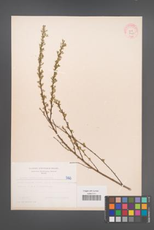 Cytisus ratisbonensis [KOR 5123]