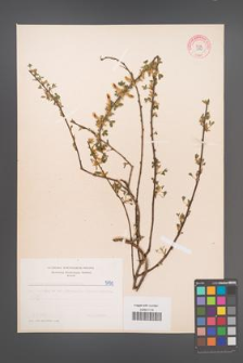Cytisus ratisbonensis [KOR 5130]