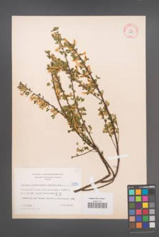 Cytisus ratisbonensis [KOR 5090]