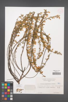 Cytisus ratisbonensis [KOR 5091]