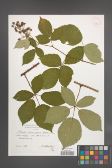 Rubus henrici-egonis [KOR 39894]