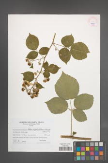 Rubus corylifolius [KOR 45945]