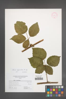 Rubus corylifolius [KOR 44461]