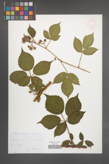 Rubus koehleri [KOR 53039]