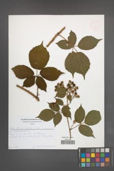 Rubus koehleri [KOR 52623]