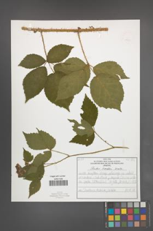 Rubus koehleri [KOR 52520]