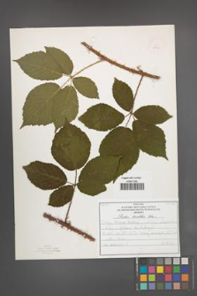 Rubus koehleri [KOR 52522]