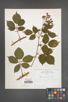 Rubus koehleri [KOR 52515]