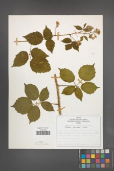 Rubus koehleri [KOR 52525]