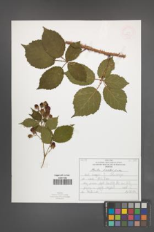 Rubus koehleri [KOR 52523]