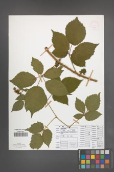 Rubus koehleri [KOR 52535]
