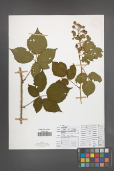 Rubus koehleri [KOR 52534]
