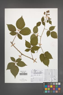 Rubus koehleri [KOR 52531]