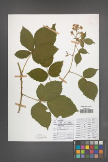 Rubus koehleri [KOR 52530]