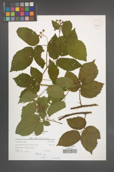 Rubus [KOR 39617]